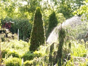 Kompozycja ze strzelistymi tujami